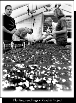 Planting seedlings - Zaagkii Project