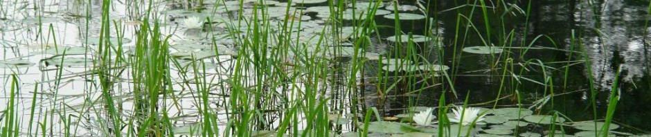 The Manoomin Project: teens, tribes restore wild rice in Michigan - CTI