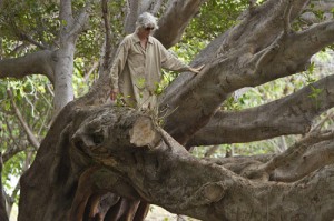 Diana Magnuson in a Tree