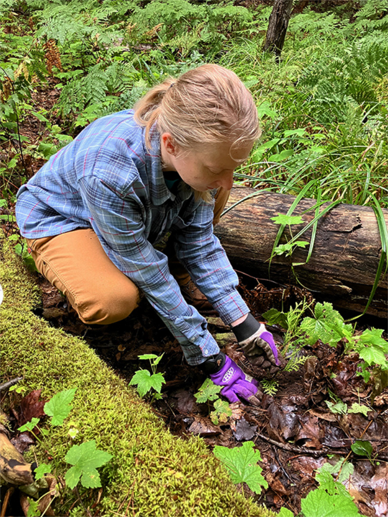 Tree Planting