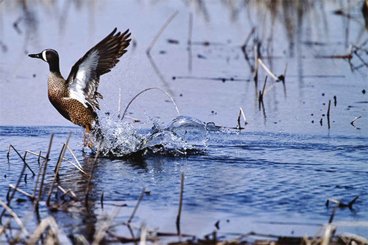 Blue-winged Teal. Photo by Sue Kartman