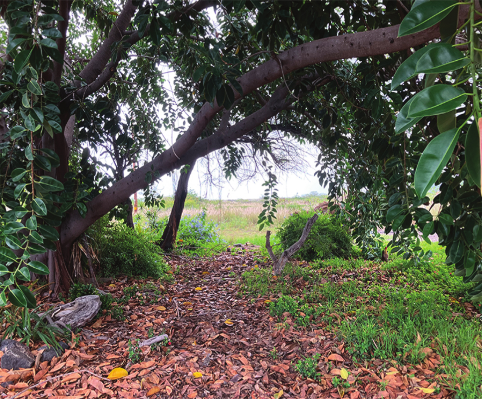 Trees