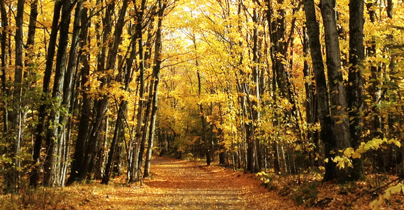 Fall 2025 Equinox Newsletter