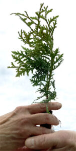 Cedar Sprig