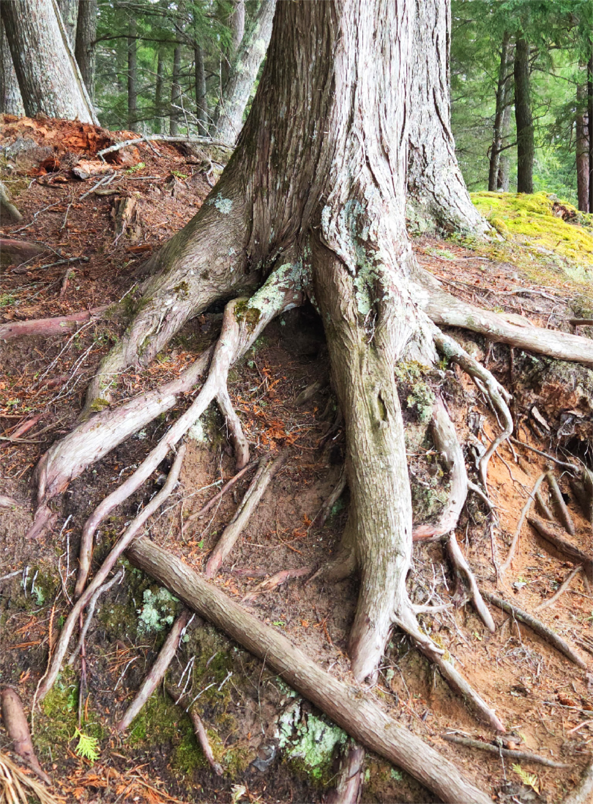 Tree Roots